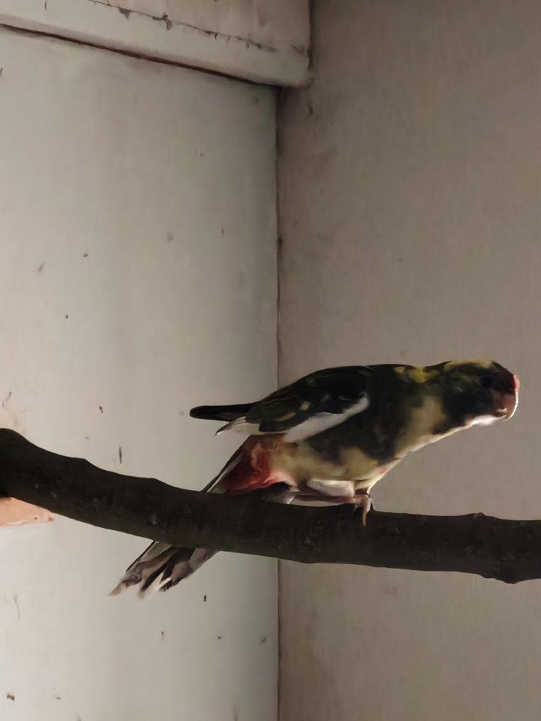 Rosela penant straka