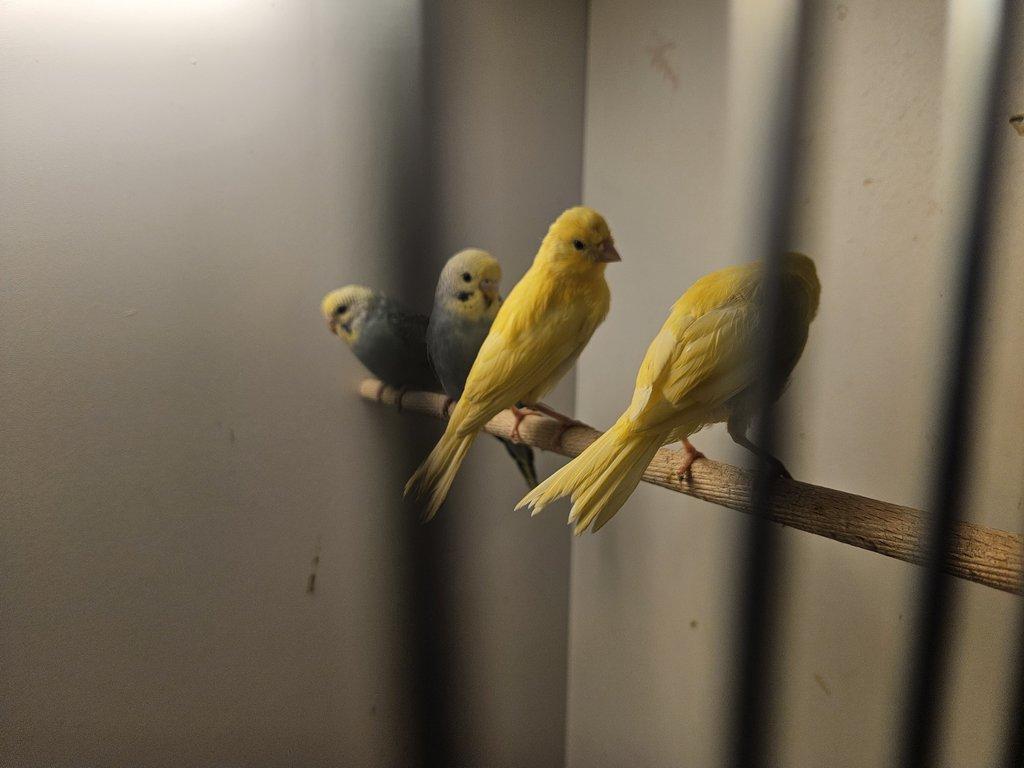 Prodám žluté kanáry