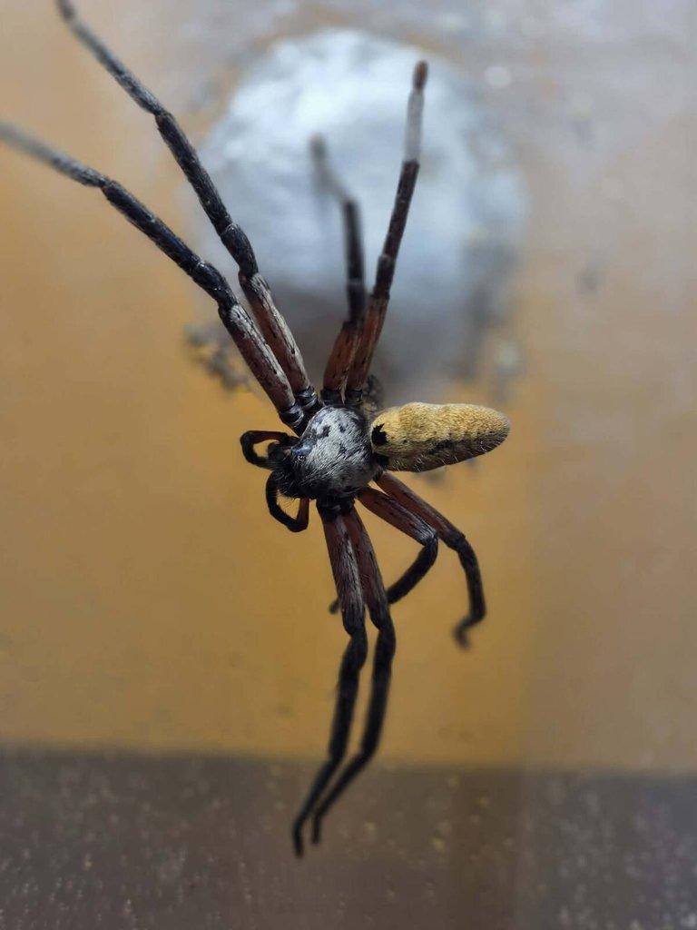 Spiders Forge for Ostrava 29.03 preorders -15%