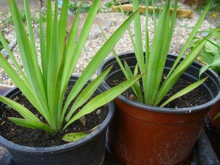 Juka, yucca mrazuvzdorná