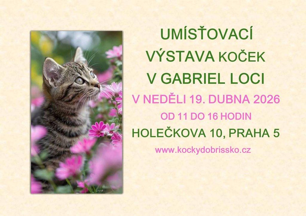 Umísťovací výstava koček v objektu Gabriel Loci v Praze 5 Smíchov