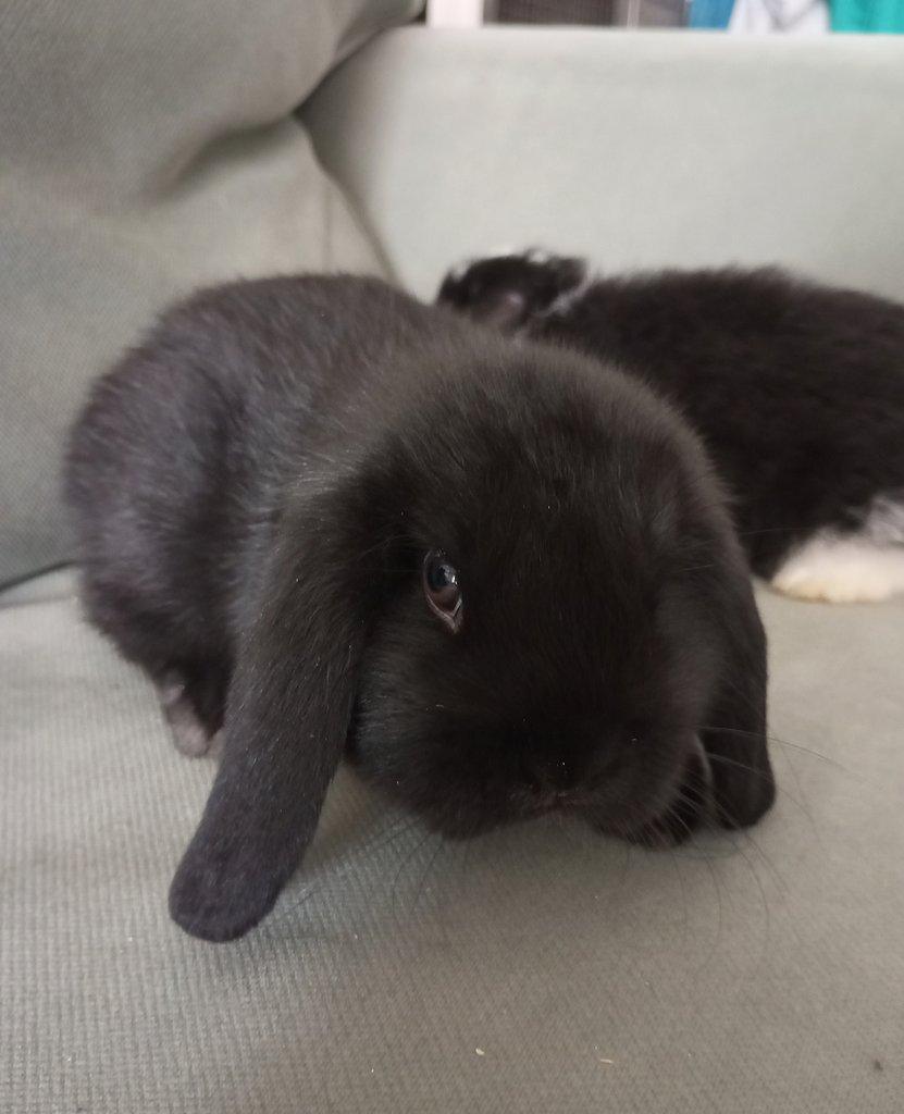 Zakrslý beránek králíček