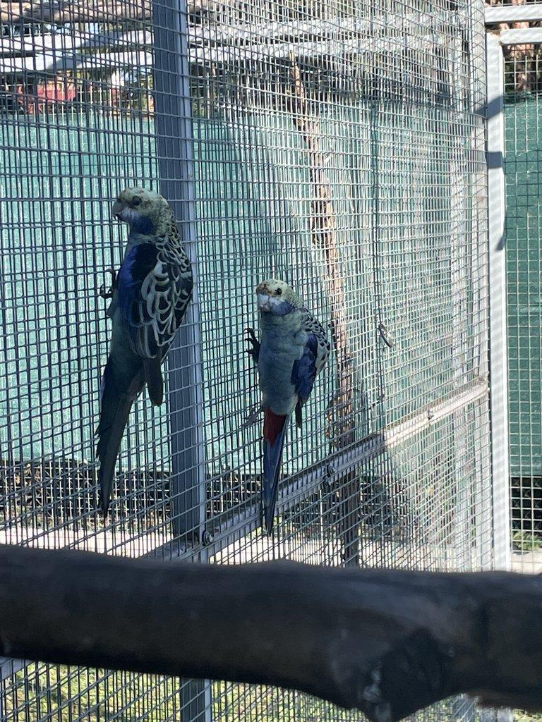 Rosela žlutohlavá modrolící