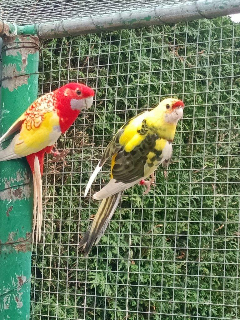 Prodám Roselu penant