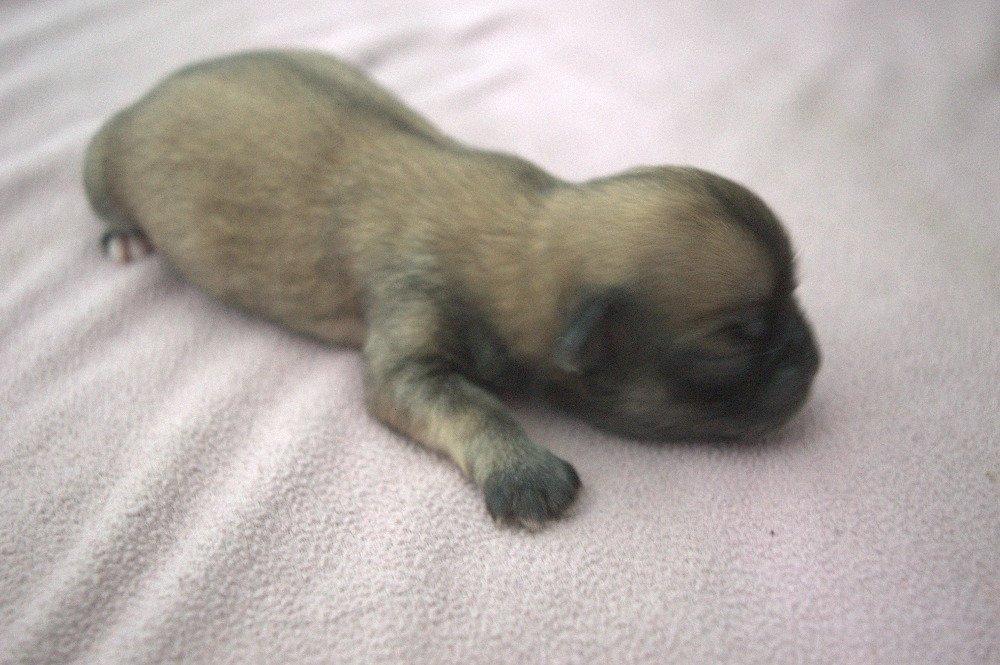 štěňata tibetského španěla