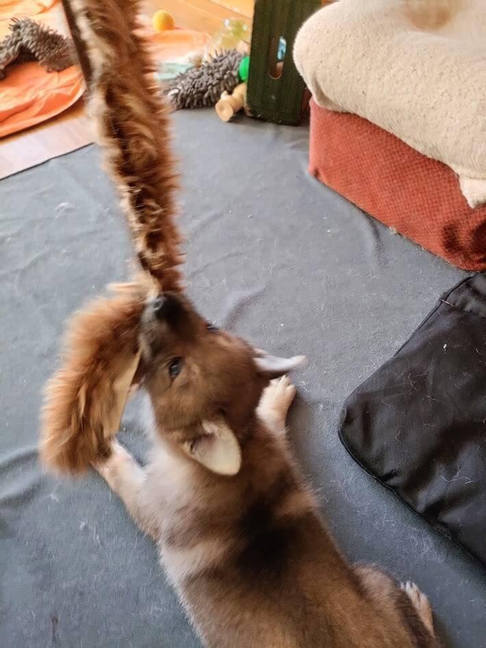 Československý vlčák - štěně s PP TOP prac.spojení