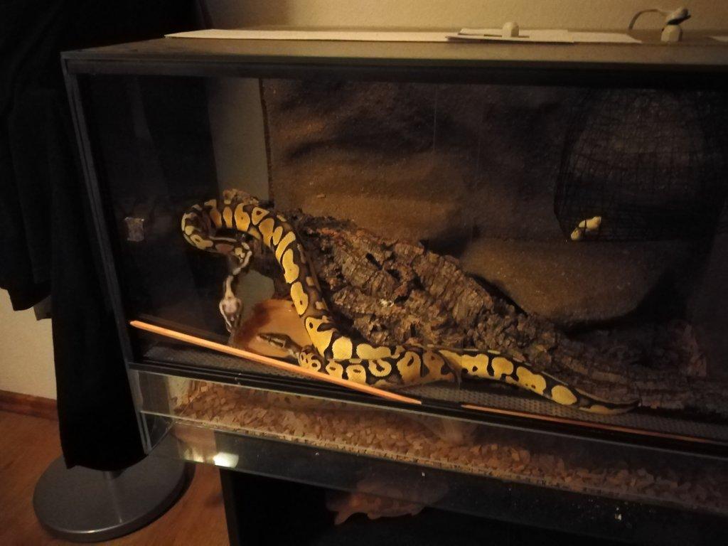 Prodam nepribuzny par