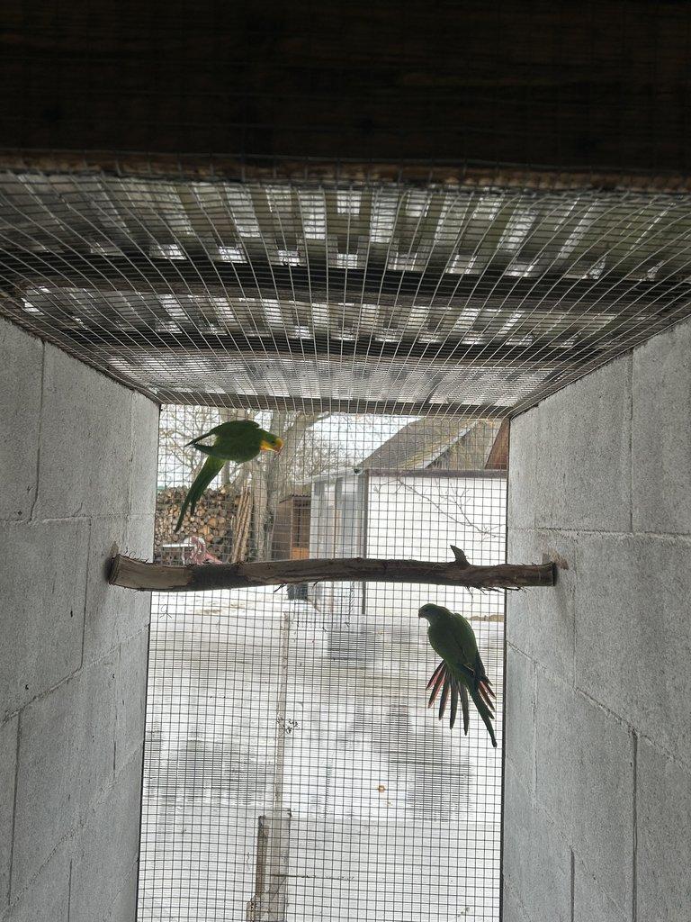 Papoušek nádherný