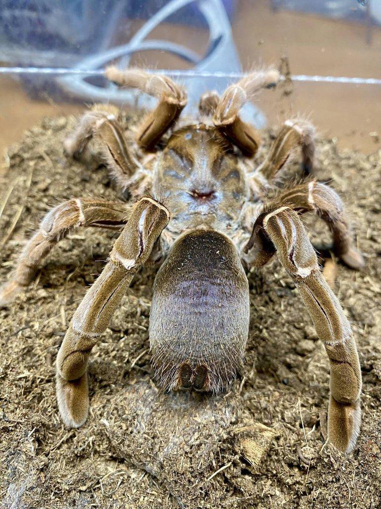 Živá exotika 7.2.026 - stůl: J08