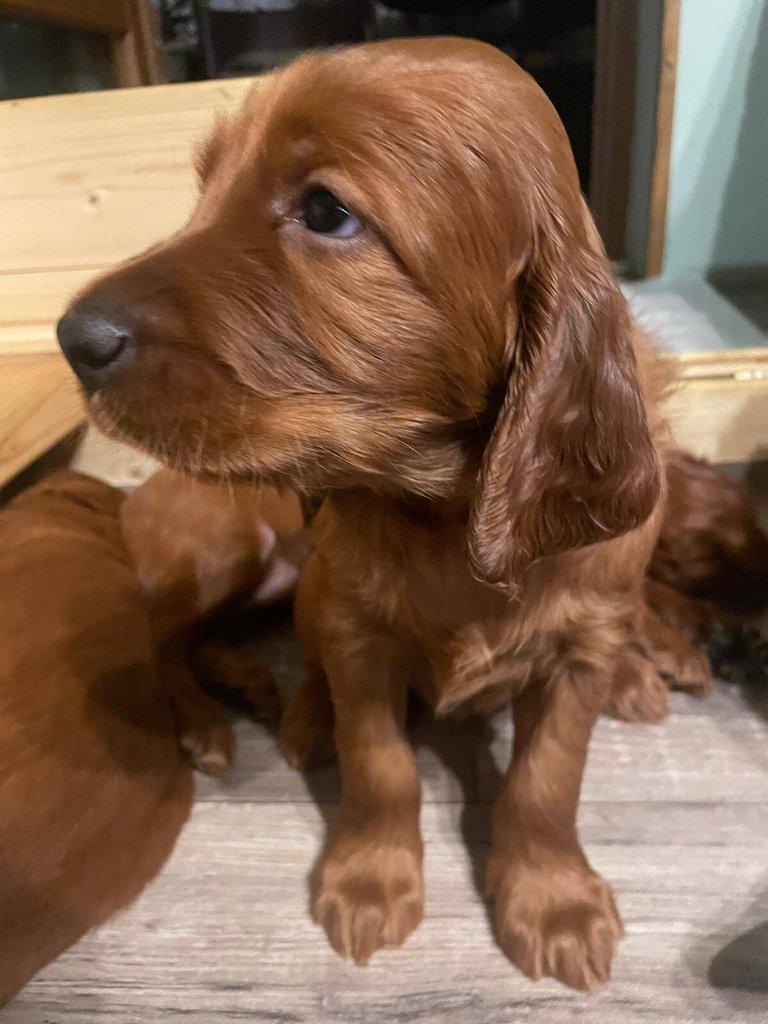 Štěňátka Irský setr