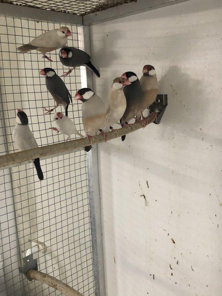 Prodam loňske a letošní ryžovniky