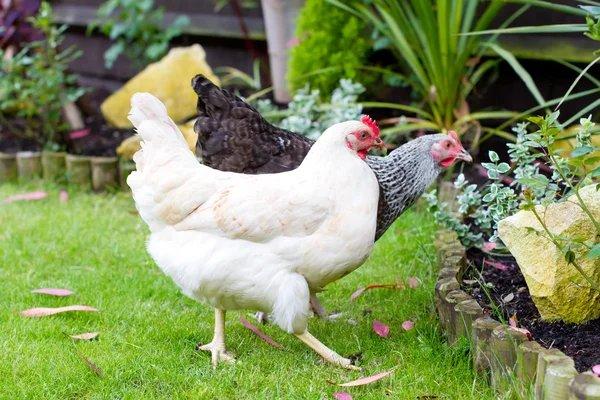 Slepice Nosnice Dominanty 22 týdnů staré, těsně před snáškou, 10 barev na výběr!