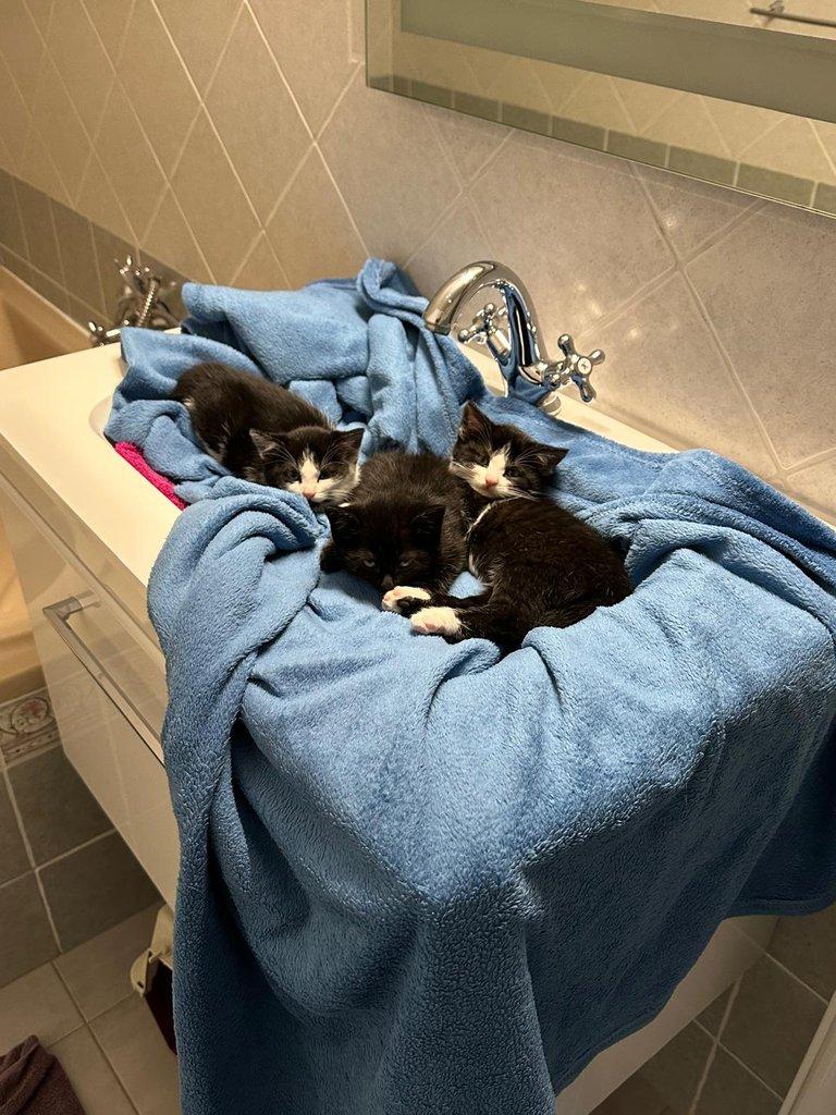 Opuštěné kočičí holčičky