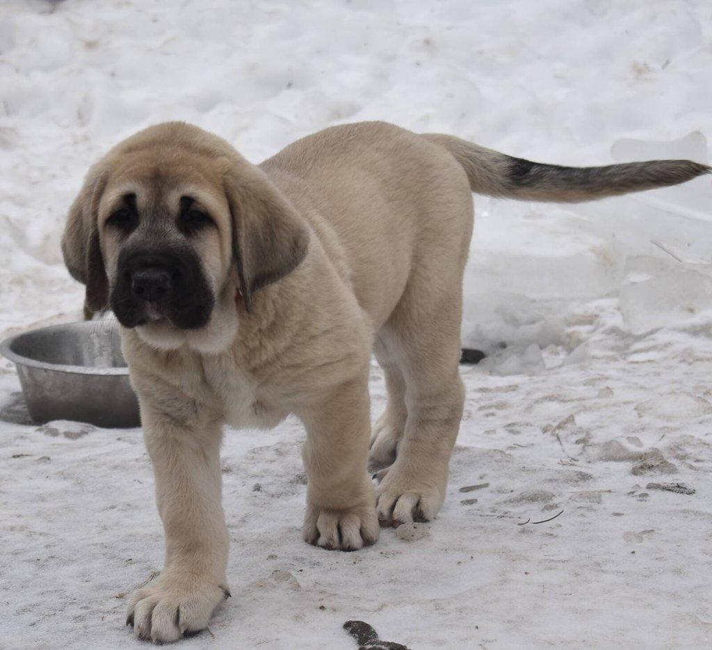 Španělský mastin - Mastin Espaňol máme k odběru krásné fenky