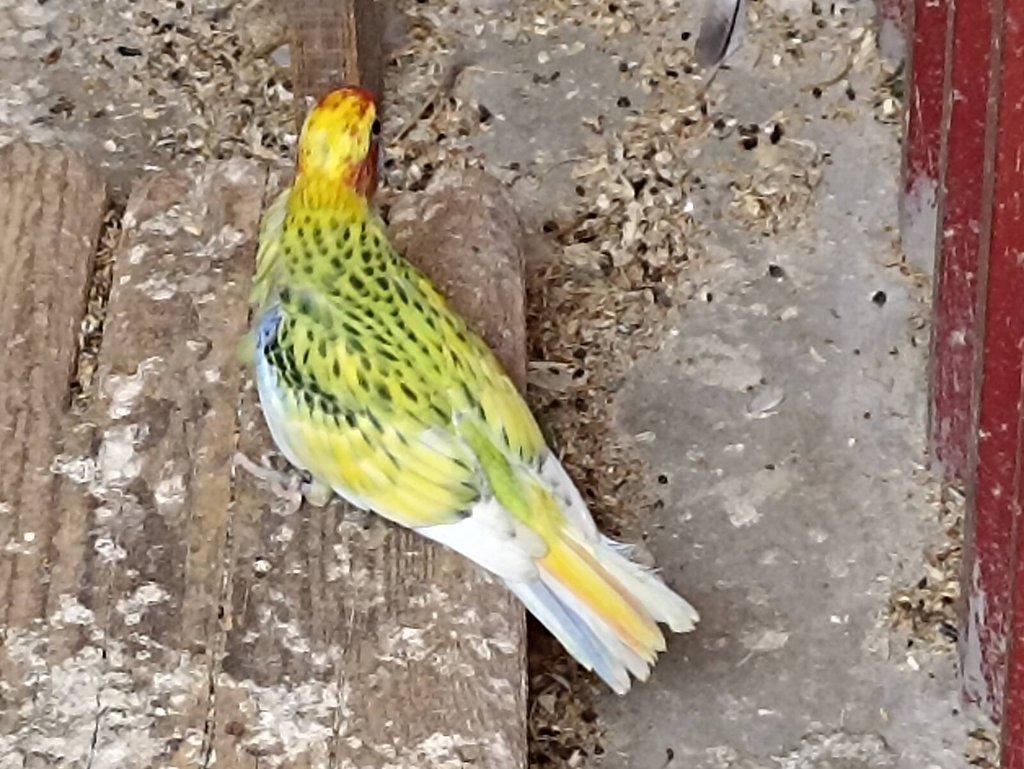 Rosely pestré -modrá, černá.