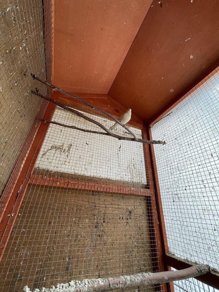 Kanár bílý dominantní po červených rodičích