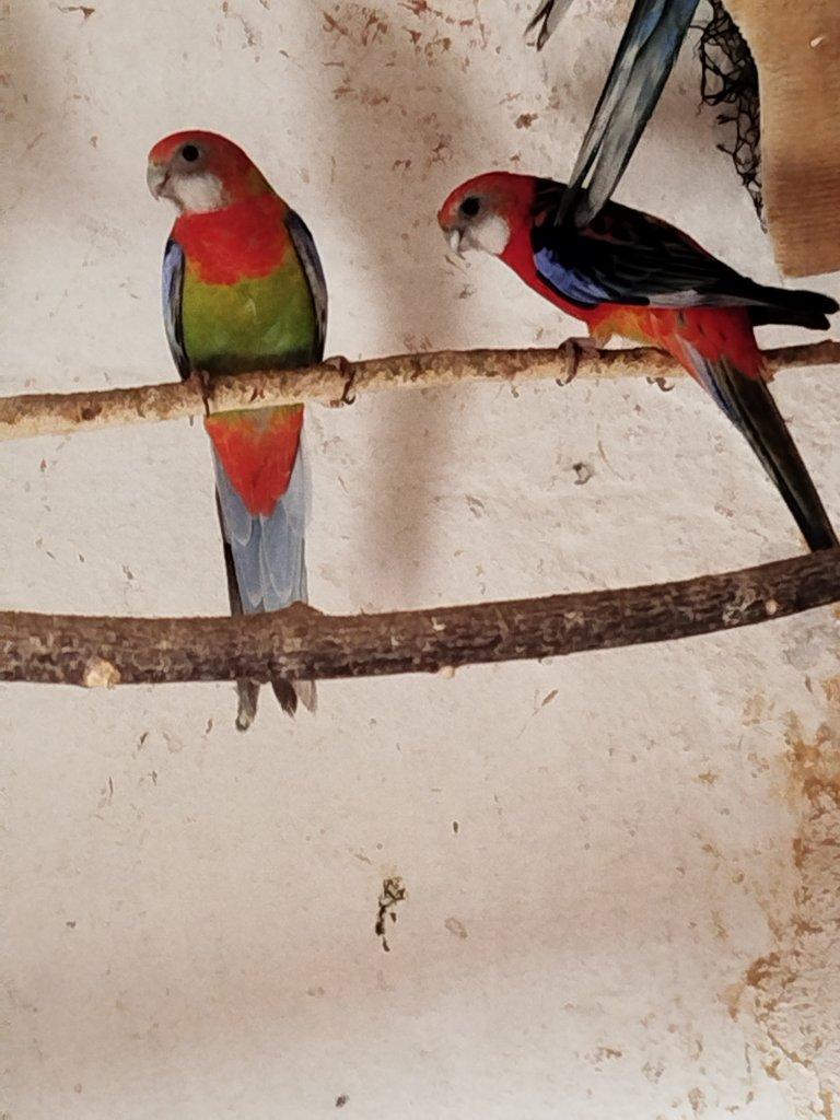 Rosela pestrá, Alexandr malý