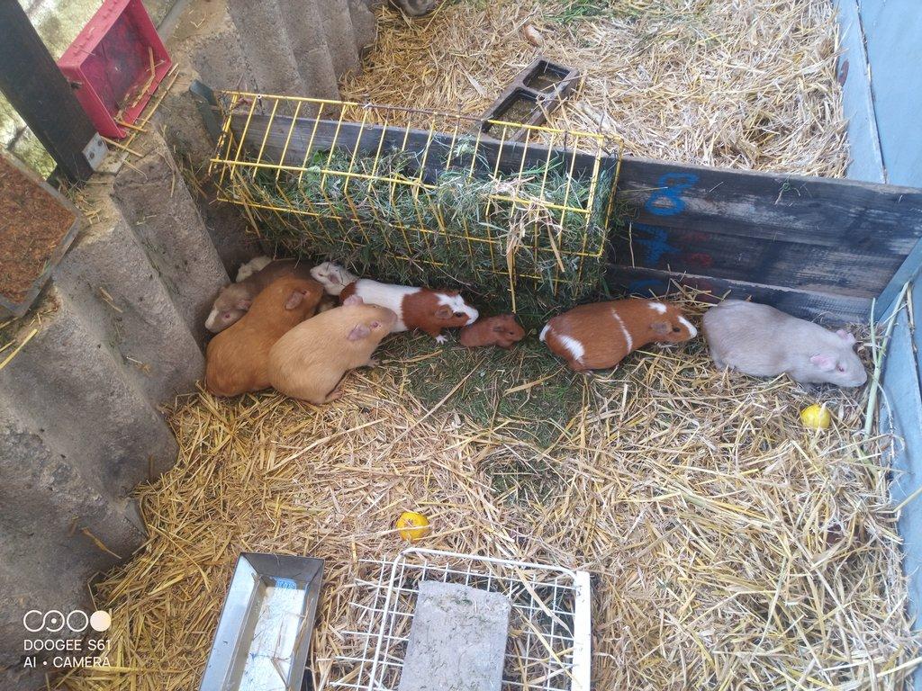 Obří Cuy morčata Doležal morče cuy