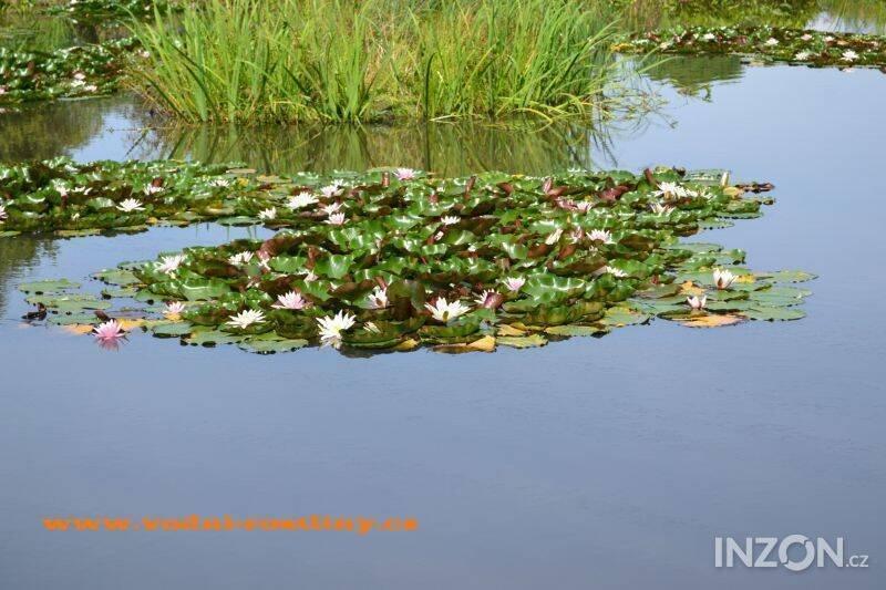 vodní rostliny