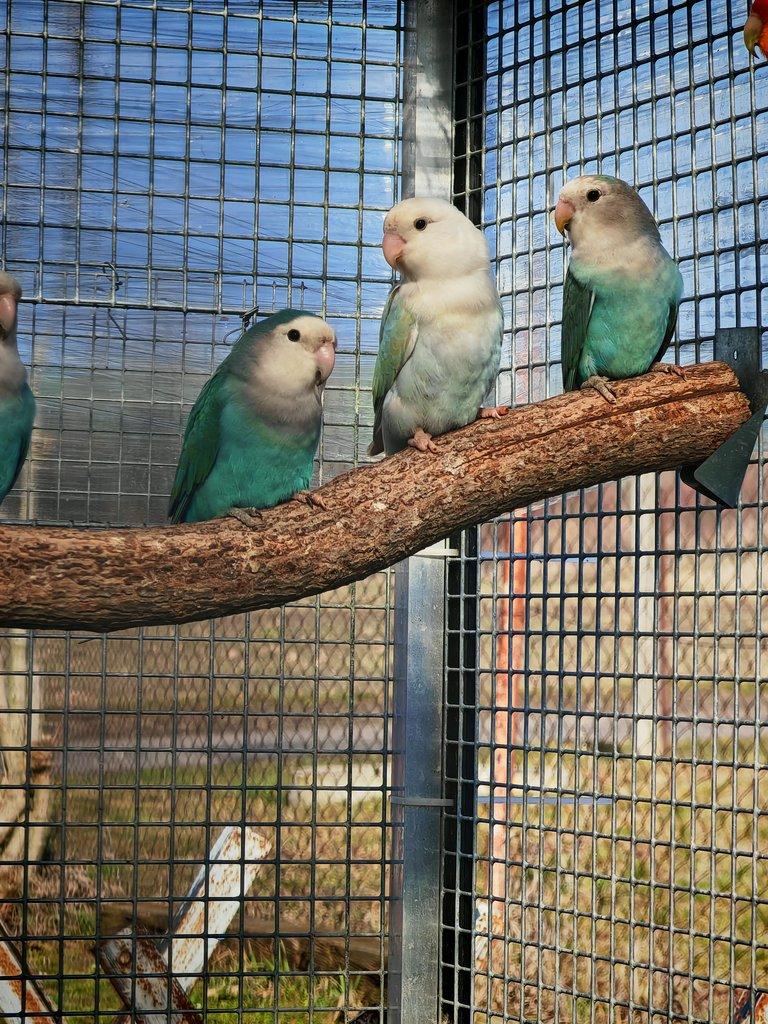 Agapornis růžohrdlý pár 2025 + DNA test