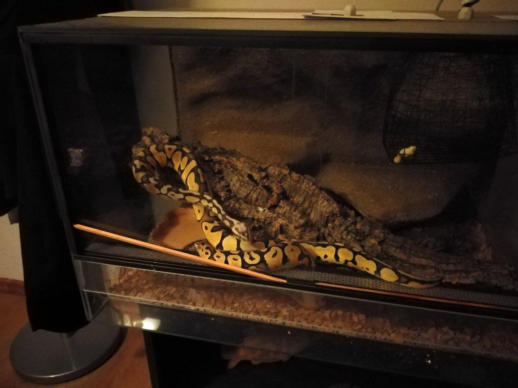 Prodam nepribuzny par