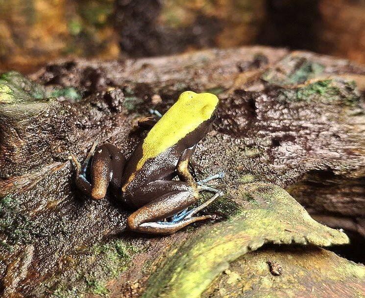 Mantella laevigata