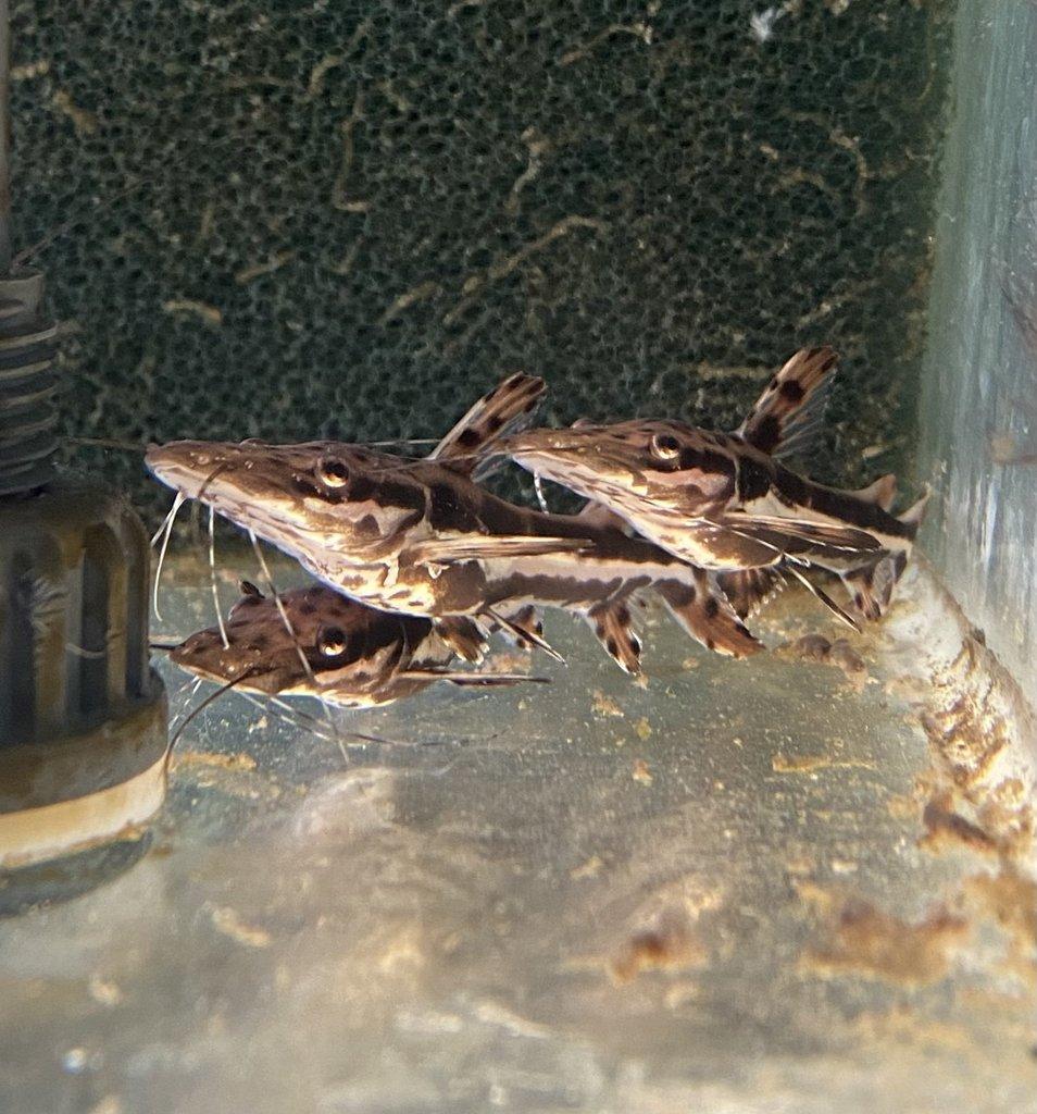 Metynnis, Heros, Botia, Arowana - Faunatrhy Ostrava !