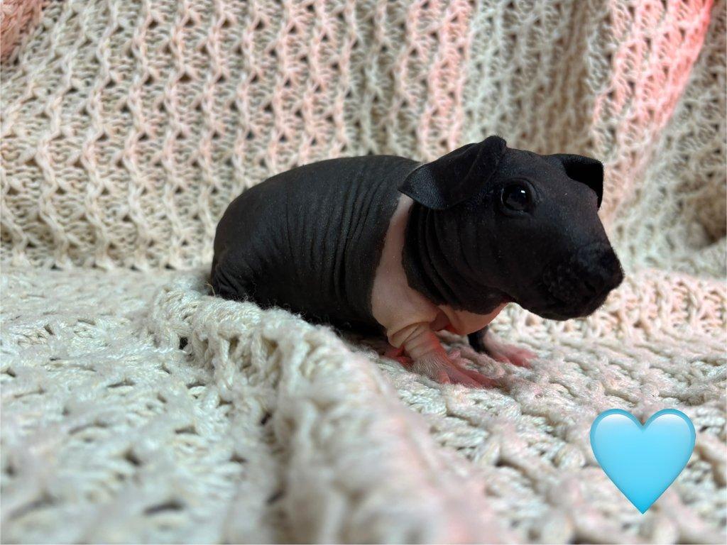 Skinny morčátka, samečci s PP