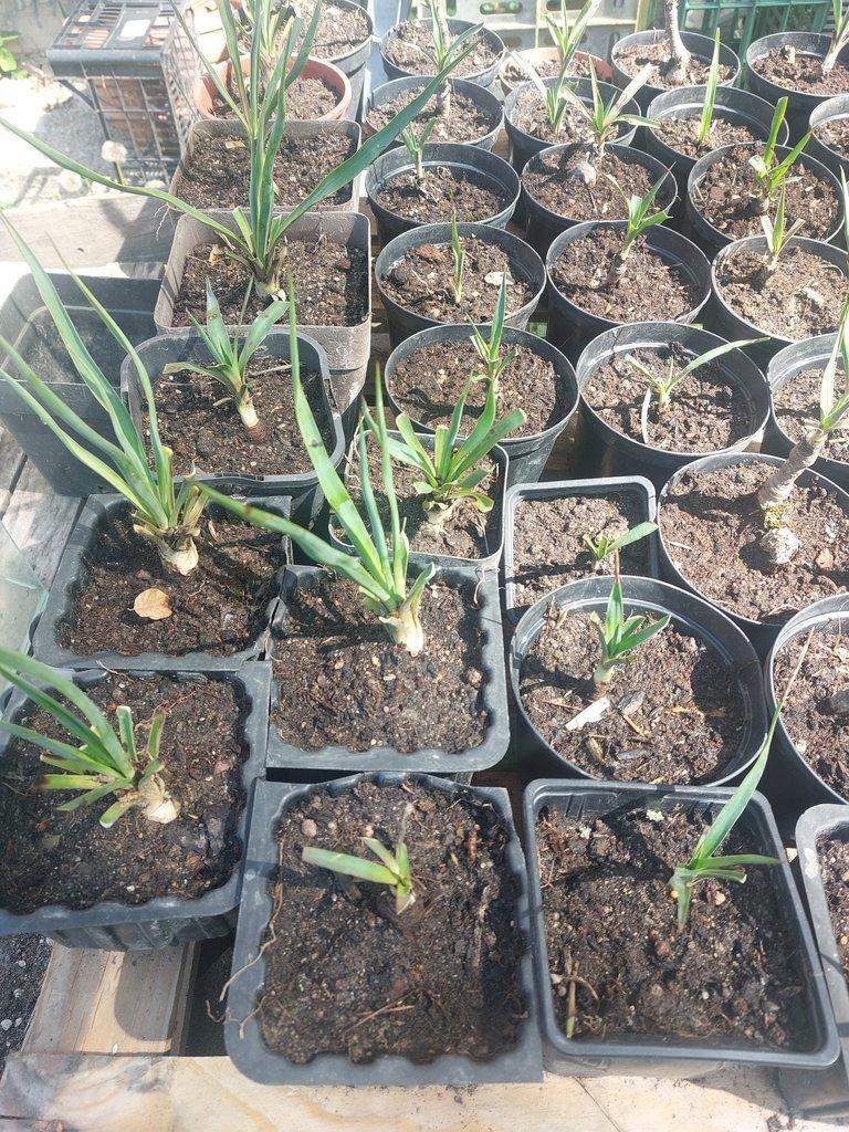 Juka, yucca mrazuvzdorná