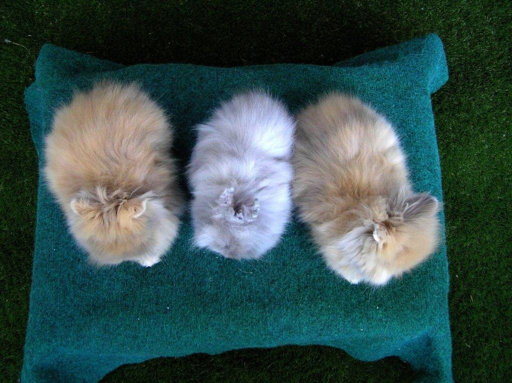 Teddy králíčci mláďata z kvalitního chovu