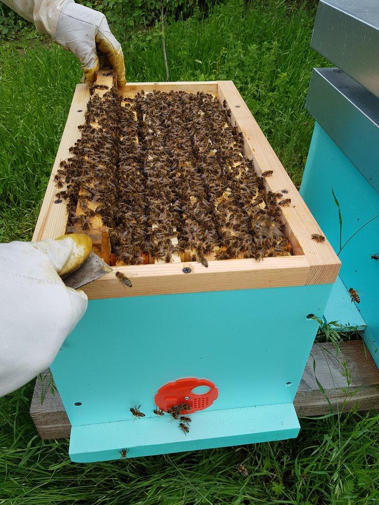 Včelí oddělky Langstroth 2/3, 6 rámků, 2026