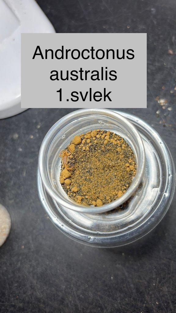 Štíři - aktuální nabídka 13.11