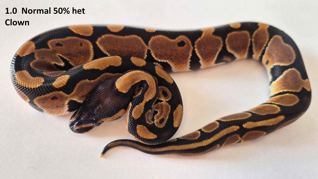 Krajta královská - prodám vlastní odchov 2023 - 2025