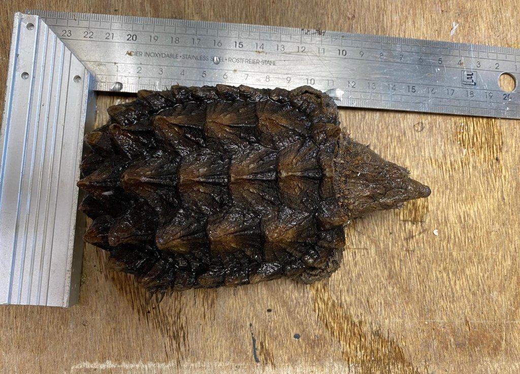 Macrochelys temminckii Faunatrhy Ostrava !