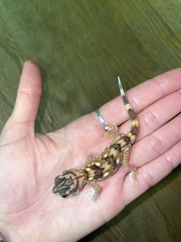 Chondrodactylus angulifer