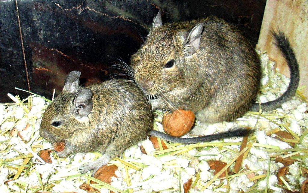 Osmák degu - mláďata