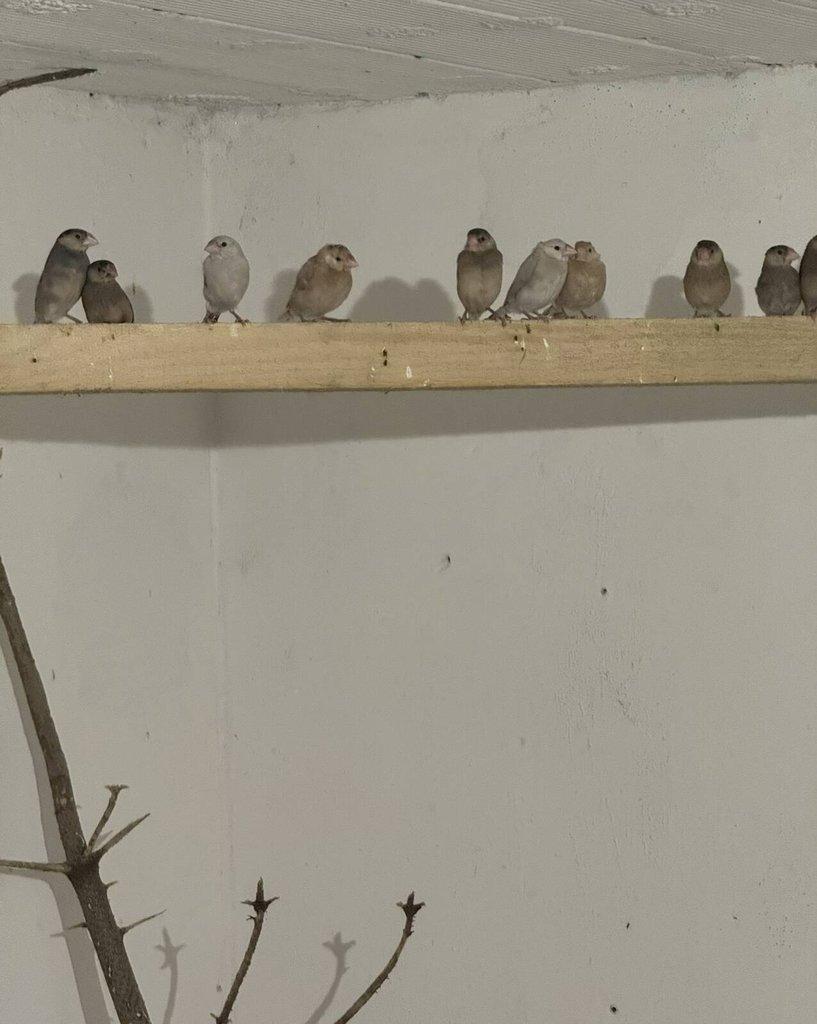 Prodám loňské rýžovníky