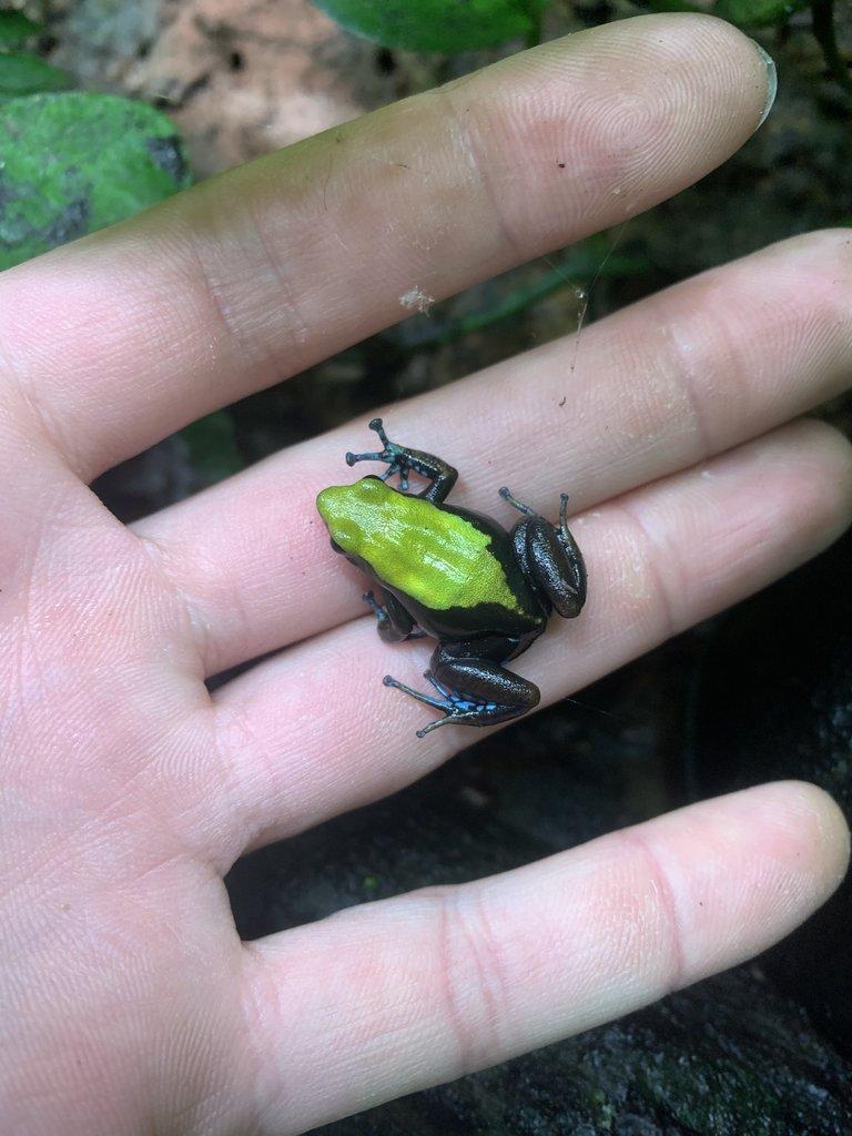 Mantella laevigata CB25