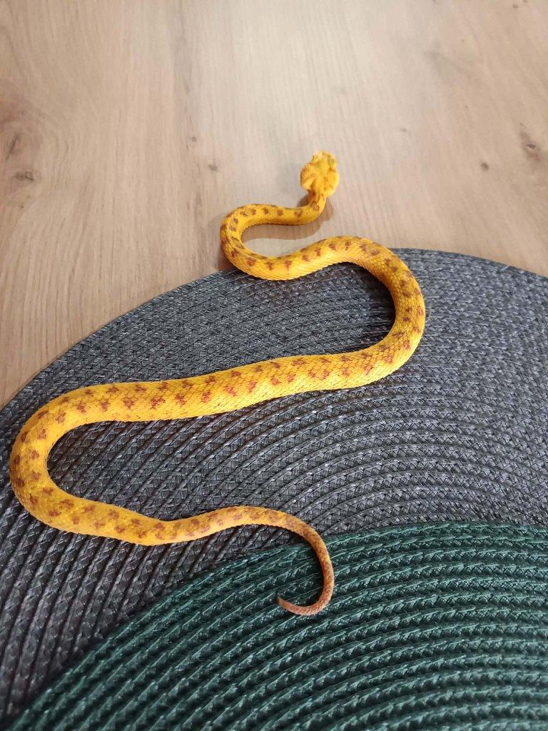 Bothriechis schlegelii