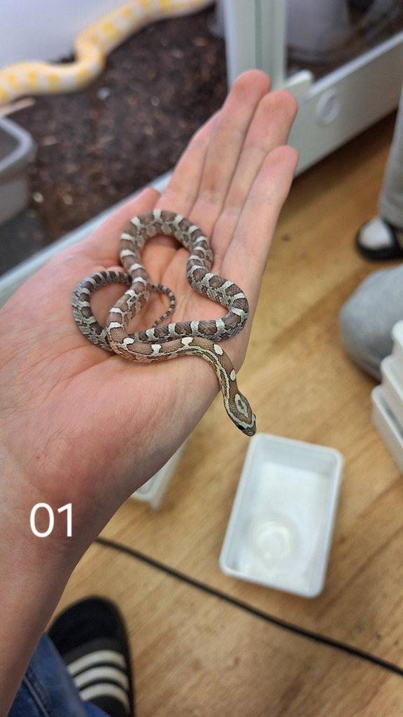 Prodám P. guttatus, B. fulignosus a P. regius