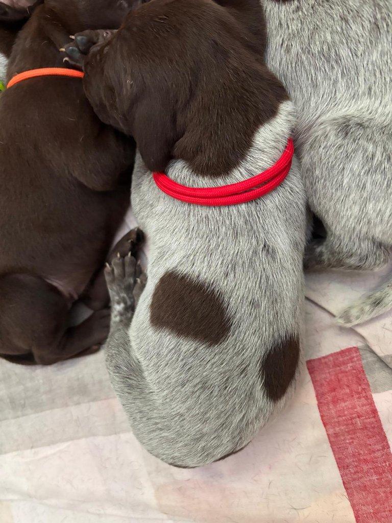 Německý krátkosrstý ohař - štěňata s PP