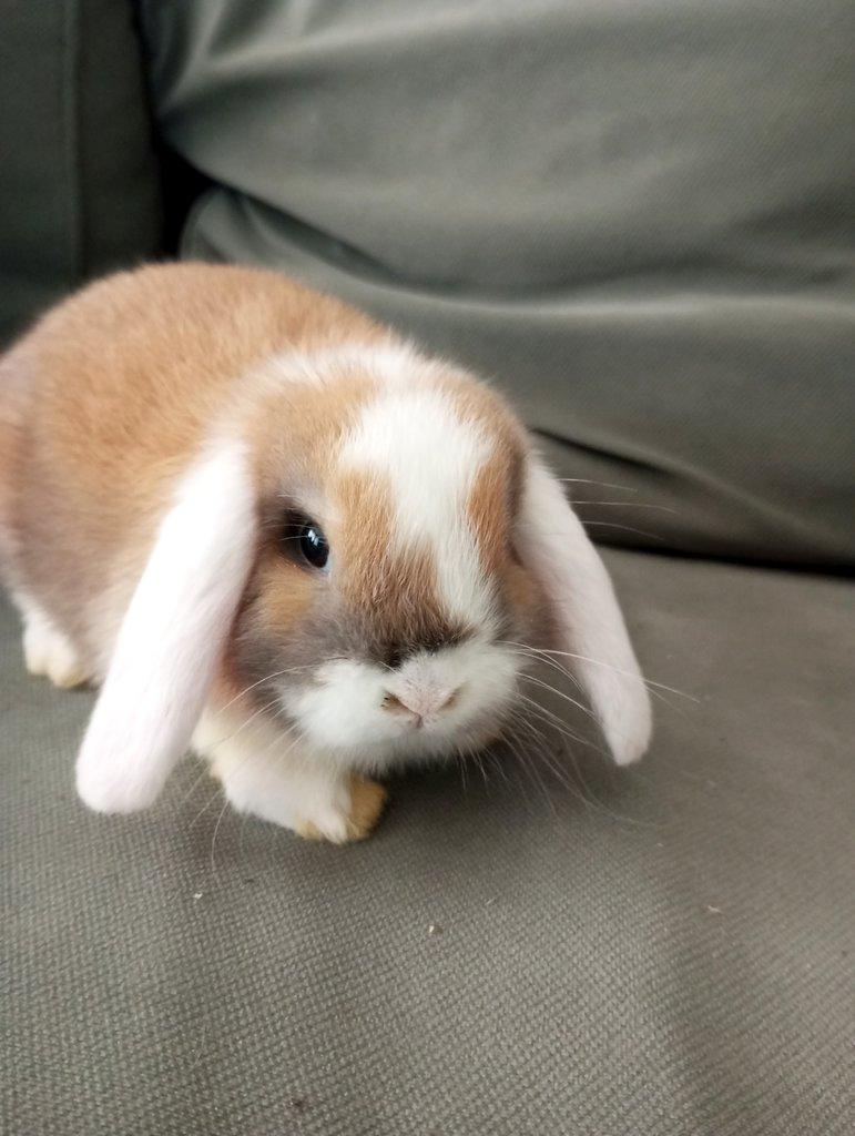 Zakrslý beránek králíček