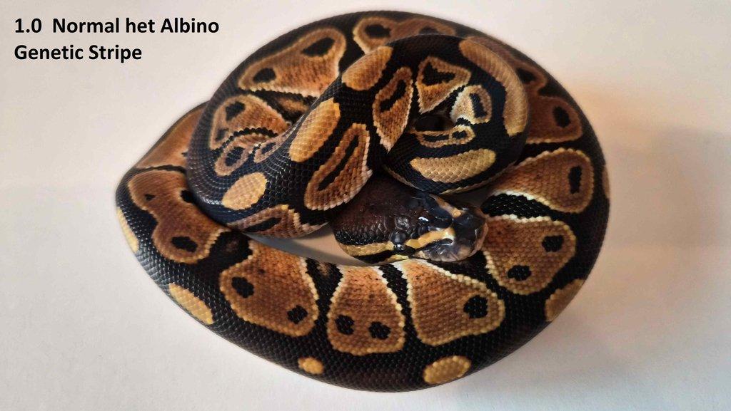 Krajta královská - prodám vlastní odchov 2023 - 2025