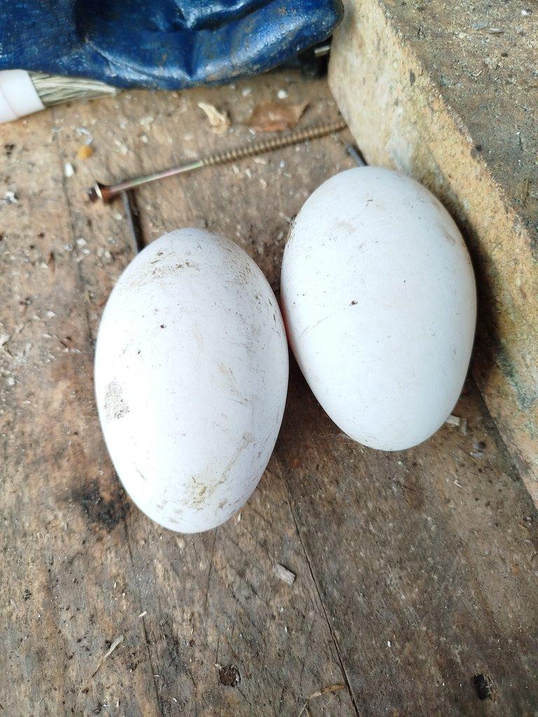 HUSA NĚMECKÁ NOSNÁ.