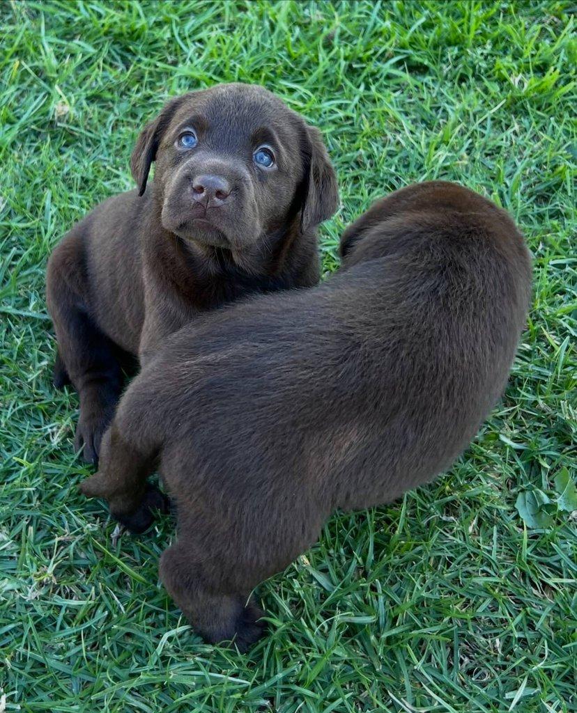 Labradorský retrívr na prodej