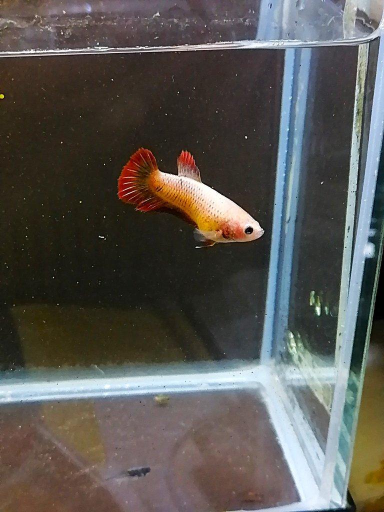 Betta Splendens - odchov