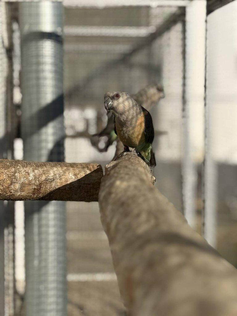 0.2 Papoušek červenobřichý (P. Rufiventris)