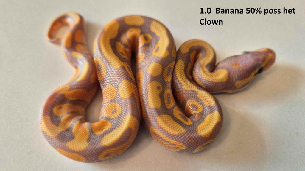 Krajta královská - prodám vlastní odchov 2023 - 2025