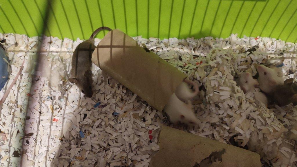 Laboratorní myš z domácího chovu