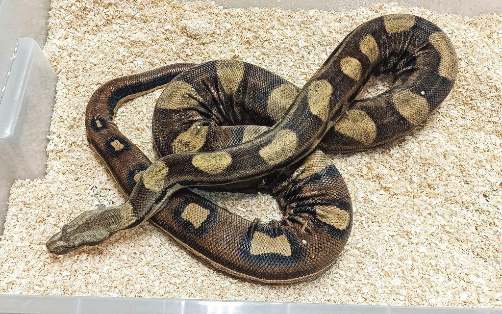 Adult Boa constrictor